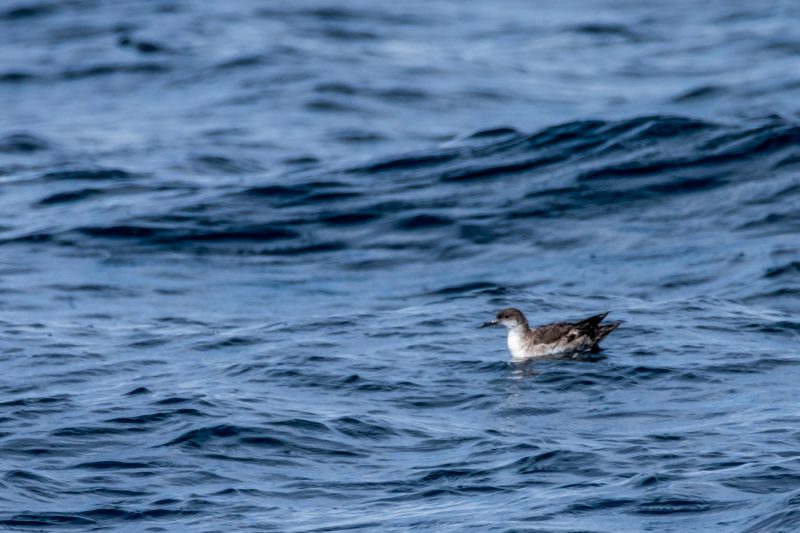 Probable Puffin des Anglais juvénile
